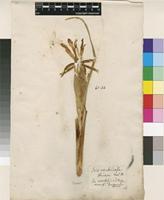 Filed as Iris ventricosa Pall. [family IRIDACEAE]