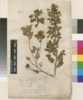 Lectotype of Rosa pimpinellifolia L. [family ROSACEAE]