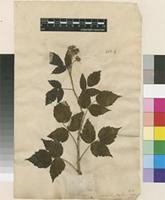 Lectotype of Rubus occidentalis L. [family ROSACEAE]