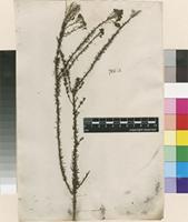 Filed as Selago corymbosa L. [family SCROPHULARIACEAE]
