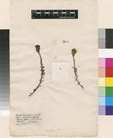 Filed as Hebenstretia dentata L. [family SCROPHULARIACEAE]