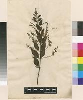 Neotype of Duranta repens L. [family VERBENACEAE]