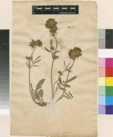 Lectotype of Anthyllis vulneraria L. var. vulneraria L. [family FABACEAE]