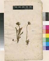 Lectotype of Hieracium alpinum L. [family ASTERACEAE]