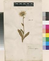 Filed as Hieracium villosum Jacq. [family ASTERACEAE]