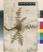 Filed as Carlina indet. [family ASTERACEAE]