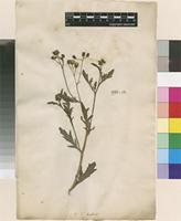 Lectotype of Senecio triflorus L. [family ASTERACEAE]