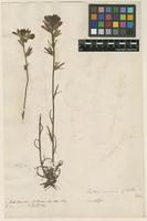 Filed as Bartsia coccinea L. [family OROBANCHACEAE]