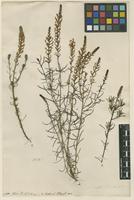 Filed as Hebenstretia dentata L. [family SCROPHULARIACEAE]