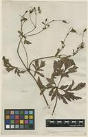 Filed as Geranium anemonifolium L'Hér. [family GERANIACEAE]