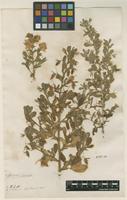 Filed as Ononis viscosa L. [family FABACEAE]