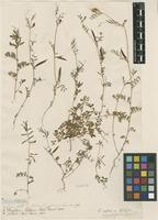 Filed as Vicia sativa L. [family FABACEAE]