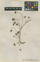 Filed as Trifolium fragiferum L. [family FABACEAE]