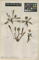 Filed as Leontodon palustris Lyons [family ASTERACEAE]