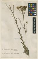 Filed as Hieracium sabaudum L. [family ASTERACEAE]