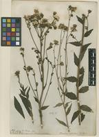 Filed as Hieracium sabaudum L. [family ASTERACEAE]