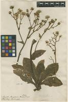Filed as Hieracium amplexicaule L. [family ASTERACEAE]