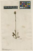 Filed as Hieracium alpinum L. [family ASTERACEAE]