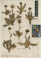 Filed as Hieracium alpinum L. [family ASTERACEAE]