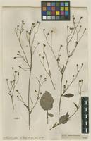 Filed as Lapsana communis L. [family ASTERACEAE]