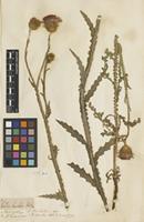 Filed as Carduus hamulosus Ehrh. [family ASTERACEAE]