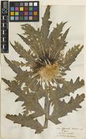 Filed as Carlina acaulis L. [family ASTERACEAE]