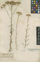 Filed as Achillea ochroleuca Ehrh. [family ASTERACEAE]