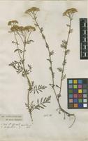 Filed as Achillea nobilis L. [family ASTERACEAE]