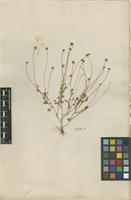 Filed as Bellis annua L. [family ASTERACEAE]