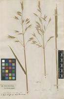 Filed as Avena sativa L. [family POACEAE]