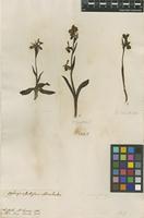 Filed as Ophrys adrachnites Mill. [family ORCHIDACEAE]