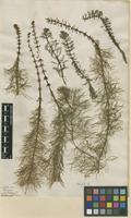Filed as Myriophyllum verticillatum L. [family HALORAGACEAE]