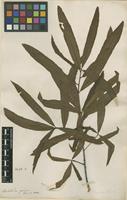 Filed as Quercus phellos L. [family FAGACEAE]