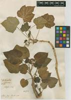 Filed as Jatropha curcas L. [family EUPHORBIACEAE]