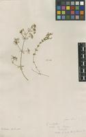 Filed as Galium aristatum L. [family RUBIACEAE]