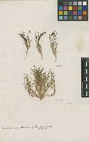 Filed as Sagina apetala Ard. [family CARYOPHYLLACEAE]