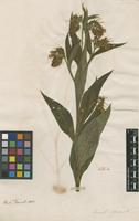 Filed as Symphytum officinale L. [family BORAGINACEAE]
