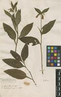 Filed as Symphytum tuberosum L. [family BORAGINACEAE]