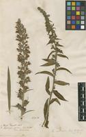 Filed as Echium rubrum Forssk. [family BORAGINACEAE]