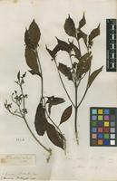 Filed as Hamelia patens Jacq. [family RUBIACEAE]