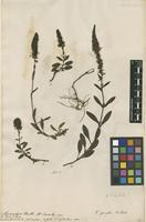 Filed as Veronica spicata L. [family PLANTAGINACEAE]