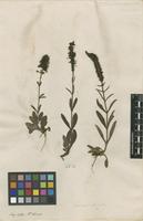 Filed as Veronica spicata L. [family PLANTAGINACEAE]