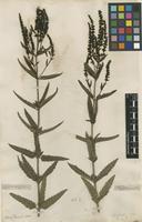 Filed as Veronica spuria L. [family PLANTAGINACEAE]