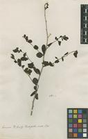 Filed as Rochefortia ovata Sw. [family BORAGINACEAE]