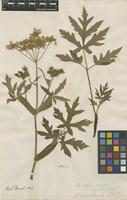 Filed as Heracleum sphondylium L. [family APIACEAE]