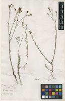 Filed as Linum indet. [family LINACEAE]