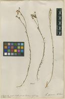 Filed as Linum perenne L. [family LINACEAE]