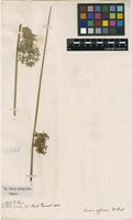 Filed as Juncus effusus L. [family JUNCACEAE]