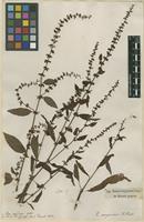 Filed as Rumex sanguineus L. [family POLYGONACEAE]