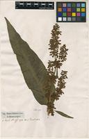Filed as Rumex patientia L. [family POLYGONACEAE]